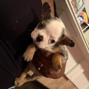 Oreo